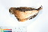  ( - BIOUG31014-C04)  @11 [ ] CreativeCommons - Attribution (2016) CBG Photography Group Centre for Biodiversity Genomics