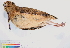  ( - BIOUG31014-C05)  @11 [ ] CreativeCommons - Attribution (2016) CBG Photography Group Centre for Biodiversity Genomics