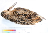  ( - BIOUG31014-C06)  @11 [ ] CreativeCommons - Attribution (2016) CBG Photography Group Centre for Biodiversity Genomics