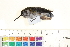  ( - BIOUG31014-B07)  @11 [ ] CreativeCommons - Attribution (2016) CBG Photography Group Centre for Biodiversity Genomics