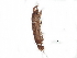  ( - BIOUG21866-F03)  @11 [ ] CreativeCommons - Attribution (2015) CBG Photography Group Centre for Biodiversity Genomics