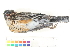  ( - BIOUG31014-F12)  @11 [ ] CreativeCommons - Attribution (2016) CBG Photography Group Centre for Biodiversity Genomics