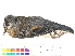  ( - BIOUG31014-G01)  @11 [ ] CreativeCommons - Attribution (2016) CBG Photography Group Centre for Biodiversity Genomics