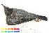  ( - BIOUG31014-G02)  @11 [ ] CreativeCommons - Attribution (2016) CBG Photography Group Centre for Biodiversity Genomics