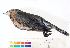  ( - BIOUG31014-G03)  @11 [ ] CreativeCommons - Attribution (2016) CBG Photography Group Centre for Biodiversity Genomics