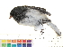  ( - BIOUG31014-G09)  @11 [ ] CreativeCommons - Attribution (2016) CBG Photography Group Centre for Biodiversity Genomics