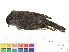  ( - BIOUG31014-G10)  @11 [ ] CreativeCommons - Attribution (2016) CBG Photography Group Centre for Biodiversity Genomics