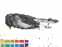 ( - BIOUG31014-G08)  @11 [ ] CreativeCommons - Attribution (2016) CBG Photography Group Centre for Biodiversity Genomics