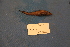  ( - UW155295)  @11 [ ] Unspecified  Unspecified default Unspecified