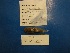  (Psychrolutes paradoxus - UW151085)  @12 [ ] Unspecified (default): All Rights Reserved  Unspecified Unspecified