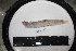  ( - BLY12-6)  @12 [ ] No Rights Reserved (2011) Unspecified Institute of Marine Biology, Vladivostok