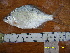  (Acheilognathus sp. 1 - AC12-3)  @11 [ ] No Rights Reserved  Unspecified Unspecified