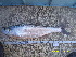  ( - CHE12-1)  @11 [ ] No Rights Reserved  Unspecified Unspecified
