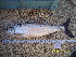  ( - CHE12-3)  @11 [ ] No Rights Reserved  Unspecified Unspecified