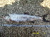  (Chanodichthys - CHE12-7)  @11 [ ] No Rights Reserved  Unspecified Unspecified