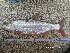  ( - CHM12-1)  @11 [ ] No Rights Reserved  Unspecified Unspecified