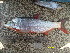  ( - CHM12-2)  @11 [ ] No Rights Reserved  Unspecified Unspecified