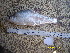  (Chanodichthys oxycephalus - CHO12-1)  @11 [ ] No Rights Reserved  Unspecified Unspecified
