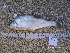  ( - CHO12-3)  @11 [ ] No Rights Reserved  Unspecified Unspecified