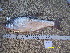  ( - CHO12-4)  @11 [ ] No Rights Reserved  Unspecified Unspecified