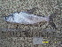  ( - CHO12-6)  @11 [ ] No Rights Reserved  Unspecified Unspecified