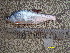  ( - CHO12-7)  @11 [ ] No Rights Reserved  Unspecified Unspecified