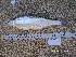  ( - HELU12-2)  @11 [ ] No Rights Reserved  Unspecified Unspecified