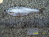  ( - HELU12-3)  @11 [ ] No Rights Reserved  Unspecified Unspecified