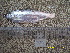  ( - HELU12-4)  @11 [ ] No Rights Reserved  Unspecified Unspecified