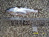  (Hemiculter lucidus - HELU12-5)  @11 [ ] No Rights Reserved  Unspecified Unspecified