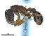  ( - BL-10540X-F12)  @11 [ ] CreativeCommons - Attribution Non-Commercial Share-Alike (2014) Alex Smith University of Guelph