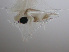  ( - MOCNESS M10.1-M0-42)  @13 [ ] Copyright (2009) E. Delrieu-Trottin, 2008 Unspecified