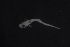  ( - FLMOO_1175)  @12 [ ] No Rights Reserved  Unspecified Unspecified