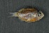  ( - FLMOO_1270)  @12 [ ] No Rights Reserved  Unspecified Unspecified