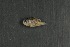  ( - FLMOO_1286)  @12 [ ] No Rights Reserved  Unspecified Unspecified