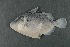  ( - FLMOO_1337)  @11 [ ] No Rights Reserved  Unspecified Unspecified