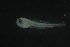  ( - FLMOO_1356)  @12 [ ] No Rights Reserved  Unspecified Unspecified