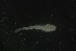  ( - FLMOO_1371)  @12 [ ] No Rights Reserved  Unspecified Unspecified