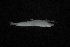  ( - FLMOO_195)  @12 [ ] No Rights Reserved  Unspecified Unspecified