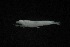  ( - FLMOO_195)  @12 [ ] No Rights Reserved  Unspecified Unspecified
