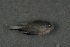  ( - FLMOO_315)  @12 [ ] No Rights Reserved  Unspecified Unspecified