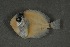 ( - FLMOO_337)  @12 [ ] No Rights Reserved  Unspecified Unspecified