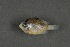  ( - FLMOO_411)  @12 [ ] No Rights Reserved  Unspecified Unspecified