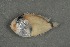  ( - FLMOO_477)  @12 [ ] No Rights Reserved  Unspecified Unspecified