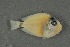  (Acanthurus olivaceus - FLMOO_484)  @14 [ ] No Rights Reserved  Unspecified Unspecified