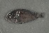  ( - FLMOO_513)  @13 [ ] No Rights Reserved  Unspecified Unspecified