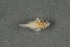  (Scorpaenodes sp - FLMOO_548)  @12 [ ] No Rights Reserved  Unspecified Unspecified