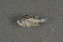  ( - FLMOO_549)  @12 [ ] No Rights Reserved  Unspecified Unspecified