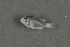  ( - FLMOO_556)  @12 [ ] No Rights Reserved  Unspecified Unspecified