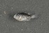  ( - FLMOO_562)  @12 [ ] No Rights Reserved  Unspecified Unspecified